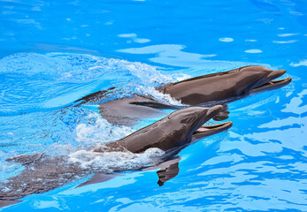 A dolphin is a highly intelligent marine mammal
