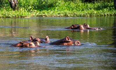 Hippopotamus in the water of the White Nile river at Murchison falls national park in Uganda