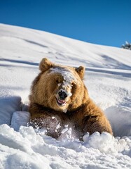 Fototapeta premium 雪が降り積もる山の中で、白い雪の中で遊んでいるクマ