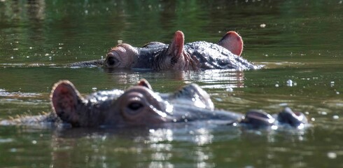 Fototapeta premium Hippopotamus in the water of the White Nile river at Murchison falls national park in Uganda