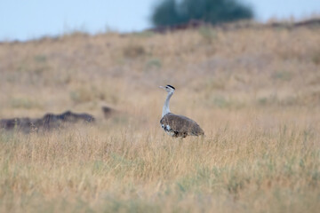 great Indian bustard or Ardeotis nigriceps at desert national park in Rajasthan