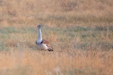 great Indian bustard or Ardeotis nigriceps at desert national park in Rajasthan