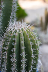 close up of cactus