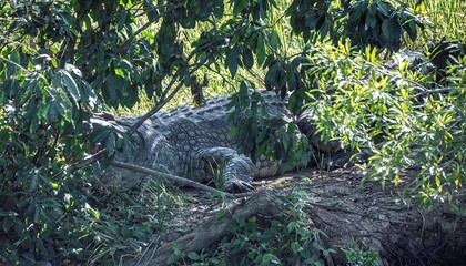 large Nile crocodile resting in a bush at the waterfront of the White Nile river at Murchison falls national park in Uganda