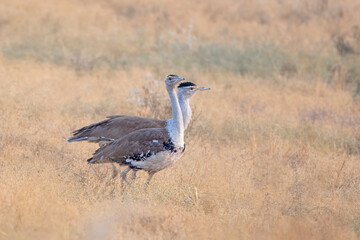 great Indian bustard or Ardeotis nigriceps at desert national park in Rajasthan