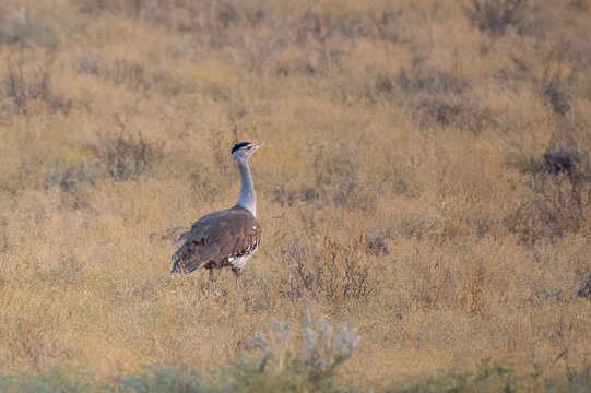 great Indian bustard or Ardeotis nigriceps at desert national park in Rajasthan