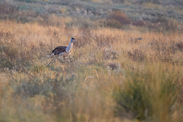 great Indian bustard or Ardeotis nigriceps at desert national park in Rajasthan