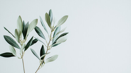 Fototapeta premium two olive branches with rich green leaves, artistically displayed against a pristine white background