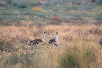 great Indian bustard or Ardeotis nigriceps at desert national park in Rajasthan