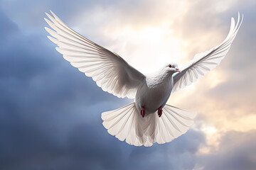 Obraz premium White dove flies through the sky.