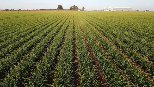 Drone footage of a garlic field