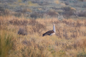 great Indian bustard or Ardeotis nigriceps at desert national park in Rajasthan