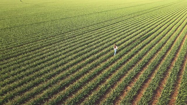 Drone footage of a person walking on a garlic field