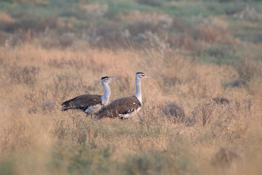 great Indian bustard or Ardeotis nigriceps at desert national park in Rajasthan