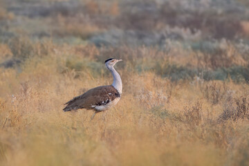 great Indian bustard or Ardeotis nigriceps at desert national park in Rajasthan