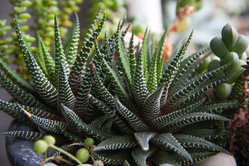 Fototapeta premium mix of succulents on the window zebra haworthia and crassula and string of pearls 
