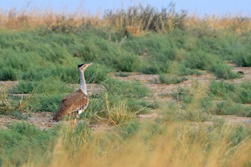 great Indian bustard or Ardeotis nigriceps at desert national park in Rajasthan