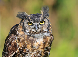 Great-horned Owl portrait with green background, Quebec, Canada