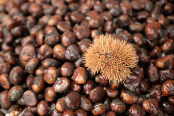 Raw fresh chestnuts kestane close-up in the market ,top view of chestnuts.
