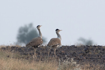 great Indian bustard or Ardeotis nigriceps at desert national park in Rajasthan