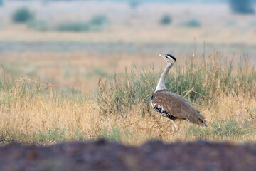 great Indian bustard or Ardeotis nigriceps at desert national park in Rajasthan