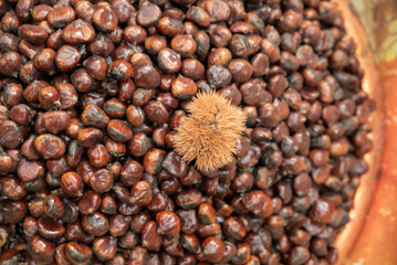 Raw fresh chestnuts kestane close-up in the market ,top view of chestnuts.