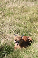 Caracal reposant paisiblement dans l'herbe. parc national addo elephant park en afrique du sud