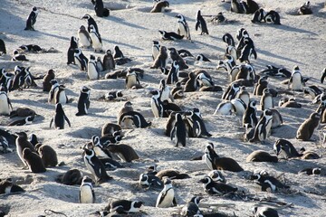 Fototapeta premium colonie de manchots du cap à simon's town en afrique du sud