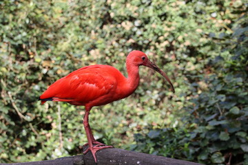 oiseau tropical rouge à long bec, ibis rouge