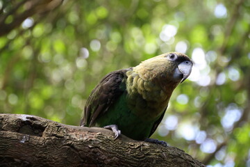 oiseau tropical, perroquet vert