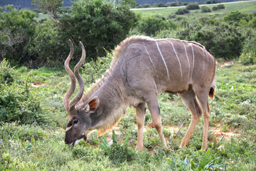 Koudou solitaire dans la savane verdoyante