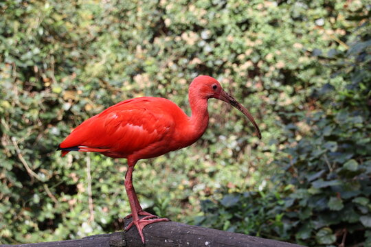oiseau tropical rouge &agrave; long bec, ibis rouge
