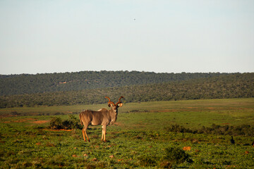 Koudou solitaire dans la savane verdoyante
