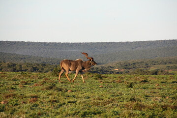 Koudou solitaire dans la savane verdoyante