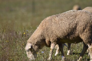 Sheep grazing in a meadow
