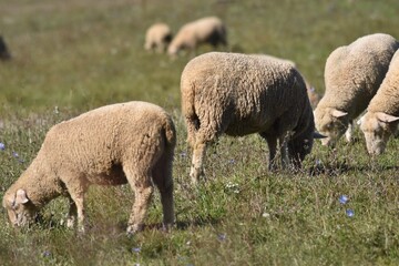 Sheep grazing in a meadow