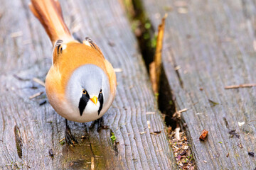 Bartmeisen (Panurus biarmicus) sitzen auf einem Holzsteg 