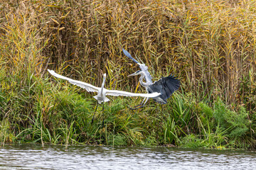 Ein Graureiher (Ardea cinerea) vertreibt einen Silberreiher (Ardea alba)