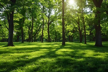 Obraz premium Lush Green Forest with Sunlight Filtering Through Trees