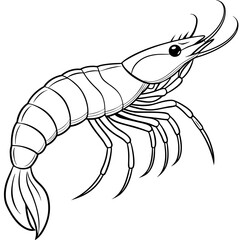 shrimp vector illustration