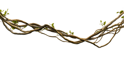 Twisted wild liana jungle vine isolated on white background, 