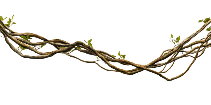 Fototapeta Twisted wild liana jungle vine isolated on white background, 
