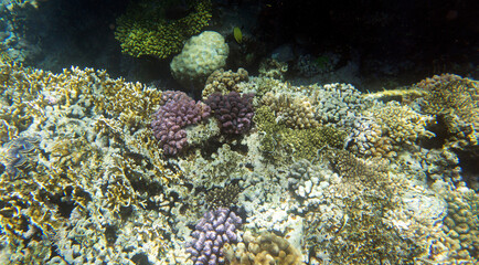A landscape photo of coral reef