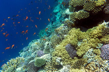 A landscape photo of coral reef