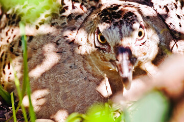 A close photo of female pheasant