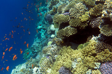 A landscape photo of coral reef