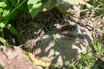 A close photo of female pheasant