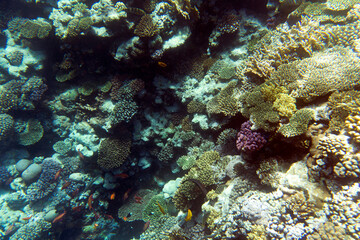 A landscape photo of coral reef