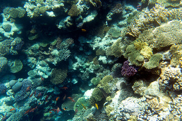A landscape photo of coral reef