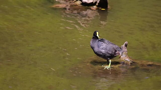 Tagua tomando sol en una roca sobre el agua